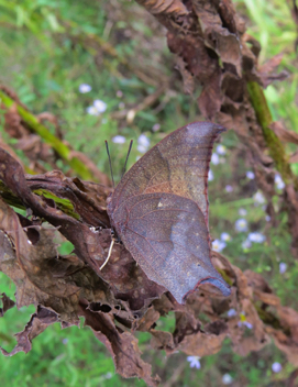 Goatweed Leafwing